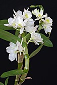 Orchid, Noble dendrobium, Dendrobium nobile, Detail of white coloured flower growing outdoor.