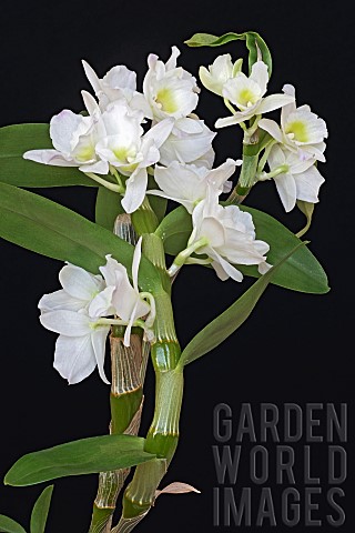 Orchid_Noble_dendrobium_Dendrobium_nobile_Detail_of_white_coloured_flower_growing_outdoor