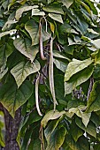 Bois chavanon, Northern catalpa, Catalpa speciosa, Detail of seedpods growing outdoor on the tree.