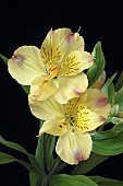 Astroemeria, Peruvian lily, Detail of yellow coloured flowers growing outdoor.