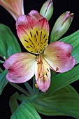 Astroemeria, Peruvian lily, Detail of pink coloured flowers growing outdoor.