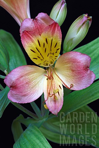 Astroemeria_Peruvian_lily_Detail_of_pink_coloured_flowers_growing_outdoor
