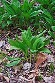 Wild garlic, Ramsons, Allium ursinum, Green coloured foliage growing outdoor.