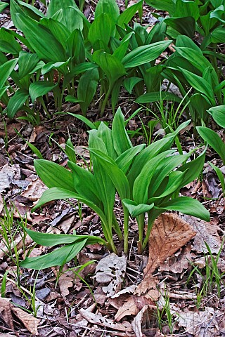 Wild_garlic_Ramsons_Allium_ursinum_Green_coloured_foliage_growing_outdoor