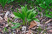 Wild garlic, Ramsons, Allium ursinum, Green coloured foliage growing outdoor.