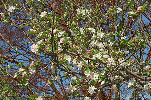 Roxbury_russet_apple_Malus_x_Roxbury_Russet_White_blossoms_growing_on_the_tree_outdoor