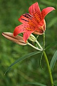 Siberian lily, Lilium pensylvanicum, Side view of orange coloured flower growing outdoor.