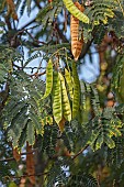 Silk tree, Albizia julibrissin, Detail of seedpods growing outdoor on the plant.