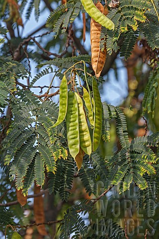 Silk_tree_Albizia_julibrissin_Detail_of_seedpods_growing_outdoor_on_the_plant