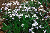 Ipheion, Springstar, Ipheion uniflorum, Mass of mauve coloured flowers growing outdoor.