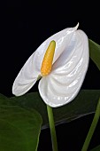 Painters palatte, Tailflower, Anthurium andraeanum, Detail of white coloured flower.