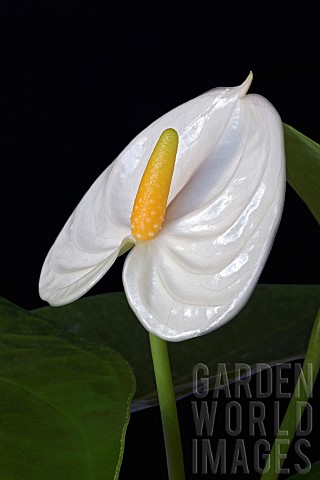 Painters_palatte_Tailflower_Anthurium_andraeanum_Detail_of_white_coloured_flower