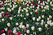 Tulip, Tulipa x gesneriana, also known as Didiers Tulip and Garden Tulip, Mass of multi coloured flowers growing outdoor.