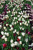 Tulip, Tulipa x gesneriana, also known as Didiers Tulip and Garden Tulip, Mass of multi coloured flowers growing outdoor.