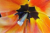 Tulip, Tulipa x gesneriana, also known as Didiers Tulip and Garden Tulip, Close up of peach coloured flower showing stamen.