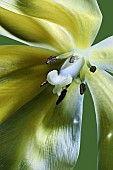 Tulip, Tulipa x gesneriana, also known as Didiers Tulip and Garden Tulip, Close up of yellow coloured flower showing stamen.