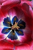 Tulip, Tulipa x gesneriana, also known as Didiers Tulip and Garden Tulip, Close up of red coloured flower showing stamen.