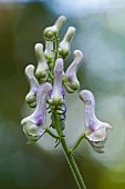 Monkshood, White monkshood, Aconitum alboviolaceum, Close up of mauve coloured flower growing outdoor.