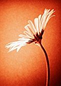 ARGYRANTHEMUM, DAISY