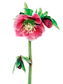 HELLEBORUS HYBRIDUS, HELLEBORE