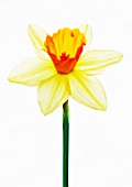 NARCISSUS SALOME, DAFFODIL