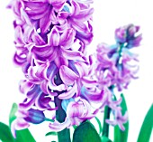 HYACINTHUS, HYACINTH