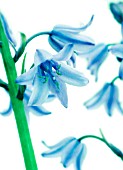 HYACINTHOIDES HISPANICA, BLUEBELL - SPANISH BLUEBELL