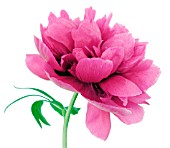 PAEONIA OFFICINALIS RUBRA PLENA, PEONY