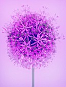 ALLIUM AFLATUNENSE, ALLIUM