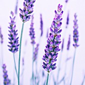 LAVANDULA, LAVENDER