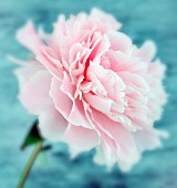 PAEONIA LACTIFLORA ‘SARAH BERNHARDT’, PEONY