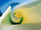 ZANTEDESCHIA, LILY - ARUM LILY, CALLA LILY