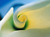 ZANTEDESCHIA, LILY - ARUM LILY, CALLA LILY