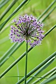 ALLIUM HOLLANDICUM PURPLE SENSATION