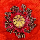 PAPAVER RHOEAS