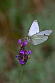 LAVANDULA STOECHAS