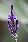 LAVANDULA PINNATA