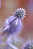 ERYNGIUM PLANUM