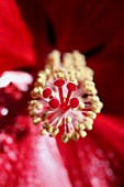 HIBISCUS ROSA-SINENSIS