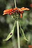 LEONOTIS LEONURUS