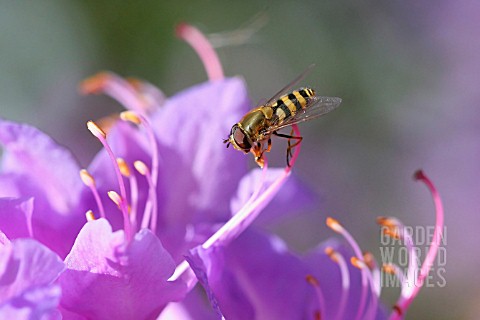 RHODODENDRON_AND_INSECT