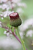 CIRSIUM RIVULARE ATROPURPUREUM