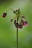 NECTAROSCORDUM SICULUM