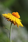 XEROCHRYSUM BRACTEATUM  EVERLASTING FLOWER