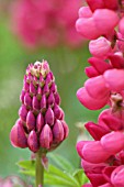 LUPINUS