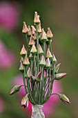 NECTAROSCORDUM SICULUM BULGARICUM