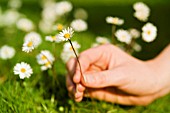 BELLIS PERENNIS, DAISY - LAWN DAISY