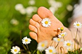 BELLIS PERENNIS, DAISY - LAWN DAISY