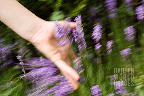 LAVANDULA_LAVENDER