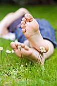 BELLIS PERENNIS, DAISY